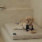 detail image4 Dr.Friend Puppy Morden Sleep House