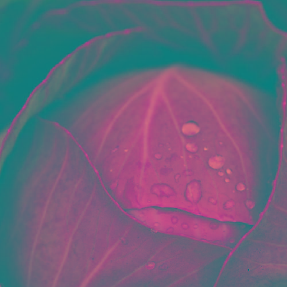 cabbage